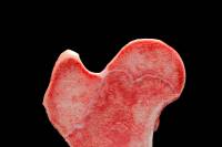 Os long - cartilage de conjugaison